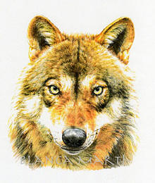 Llop dibuixat per Blanca Martí